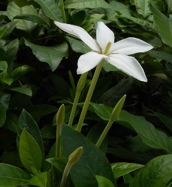 Belize White Shooting Star Flower, Marmelada, Purui, Alibertia 'Belize'